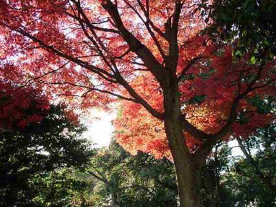 �P�P�����R�s�@�m��k�J���b�R�i���_�����߂āj